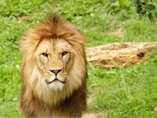 Barbary lion stay and looking directly to the camera
