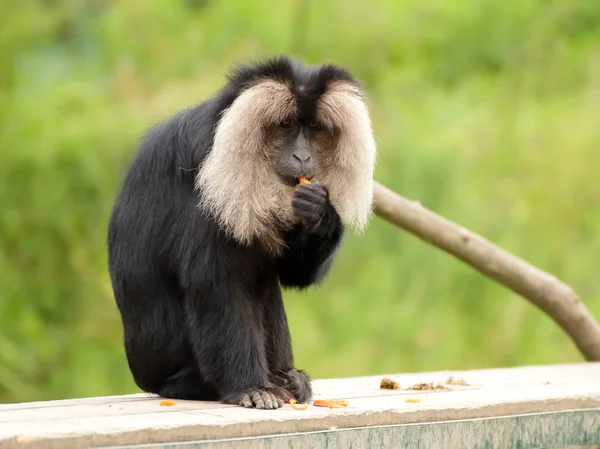 Портрет львиного хвоста макаки (Macaca silenus) — стоковое фото