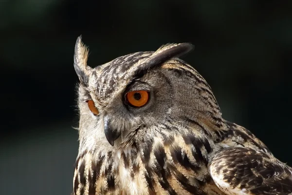 Portret puchacz (Bubo bubo) — Zdjęcie stockowe