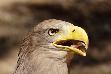 Ak kuyruklu kartal (Haliaeetus albicilla) portre çığlık