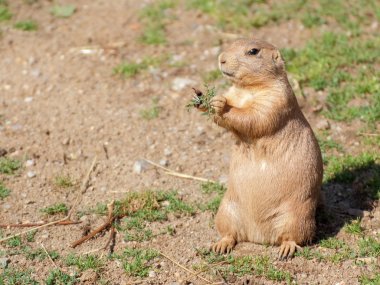 Çayır köpeği (Cynomys ludovicianus) siyah-kuyruk portre