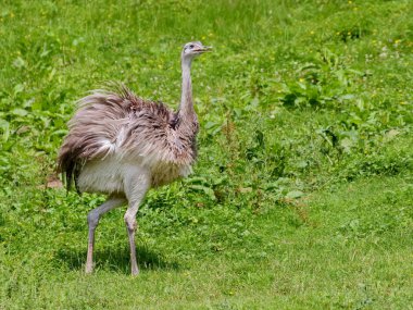 Çimenlerin üzerinde büyük Rhea (Rhea americana)