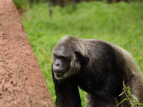 Velho chimpanzé comum (Pan troglodytes) à procura de — Fotografia de Stock