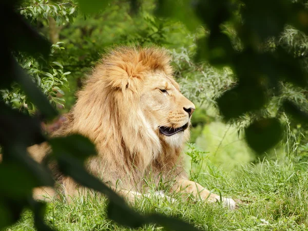 Barbary lew (Panthera leo leo) odpoczynek — Zdjęcie stockowe