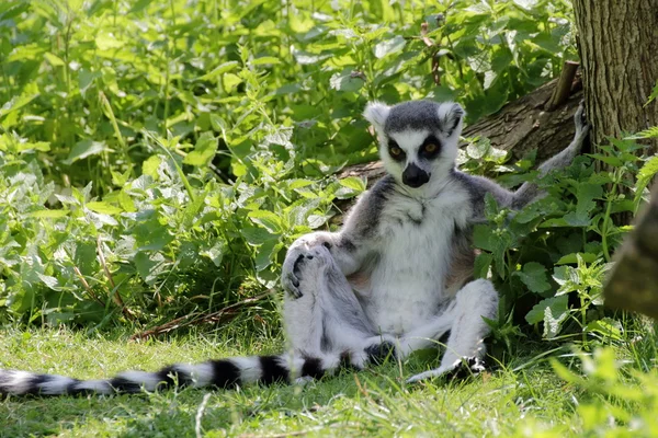 Lémure-de-cauda-anelada (Lemur catta) à sombra — Fotografia de Stock