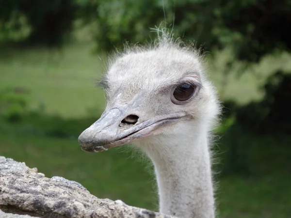 Společné pštros (Struthio camelus) - portrét — Stock fotografie