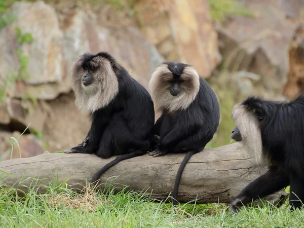 Два левохвостых макак (Macaca silenus ) — стоковое фото