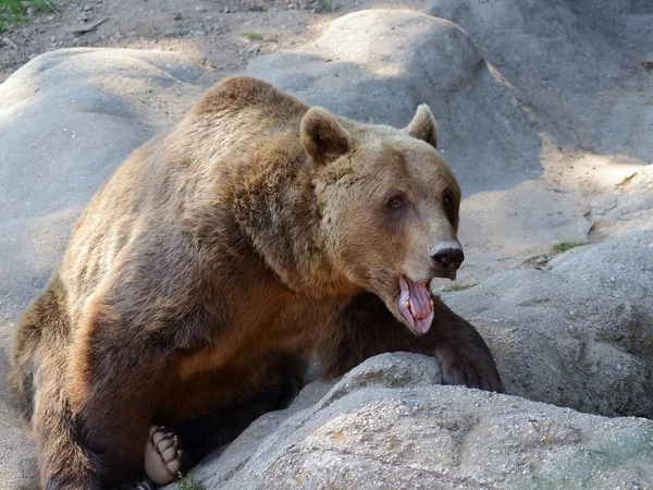 ヒグマ (Ursus arctos) 岩の上 — ストック写真