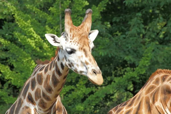 Rothschild giraffe (Giraffa camelopardalis) portrait — Stock Photo, Image