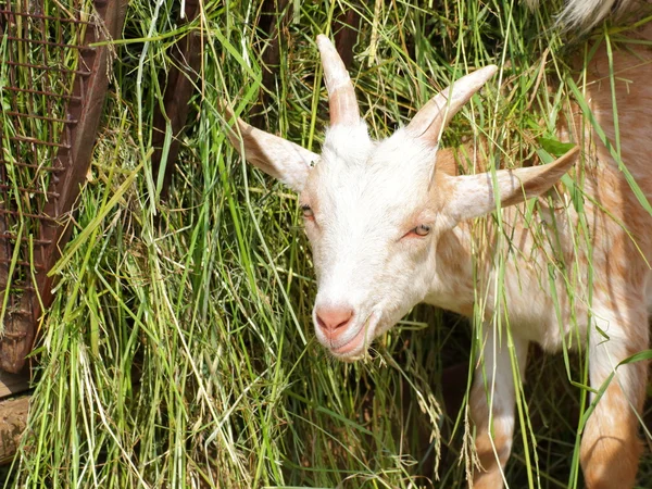 Kid of domestic goat portrait — Stock Photo, Image