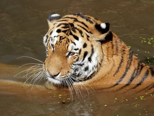Siberian tiger in water portrait — Stock Photo, Image
