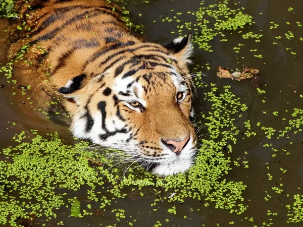 西伯利亚虎（PANTHERA TIGRIS ALTAICA）肖像 — 图库照片