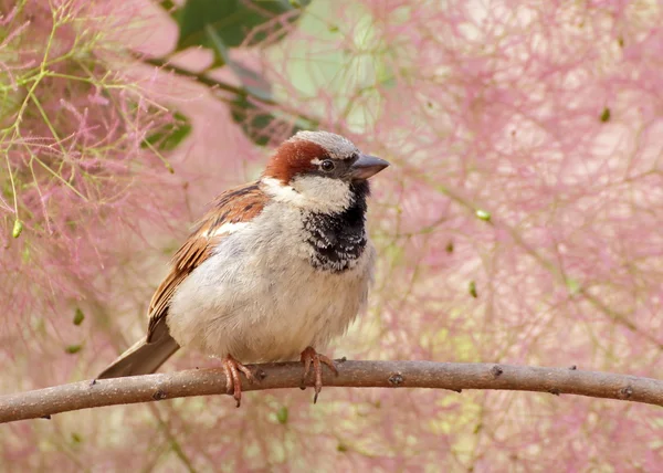 Gorrión de árbol euroasiático (Passer montanus) retrato — Foto de Stock