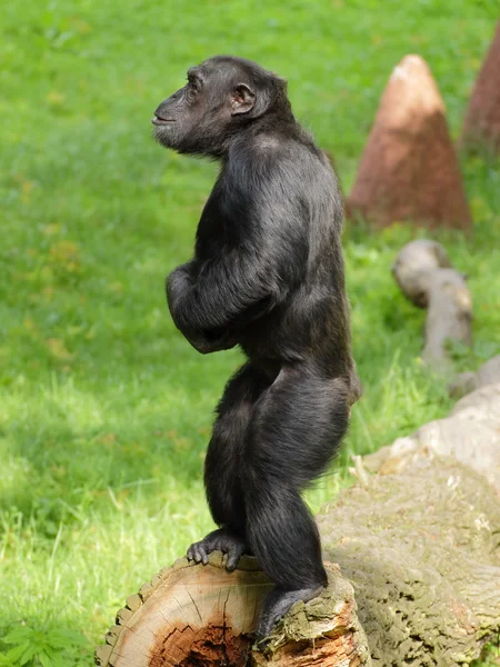 Schimpansen (pan troglodytes) bleiben — Stockfoto