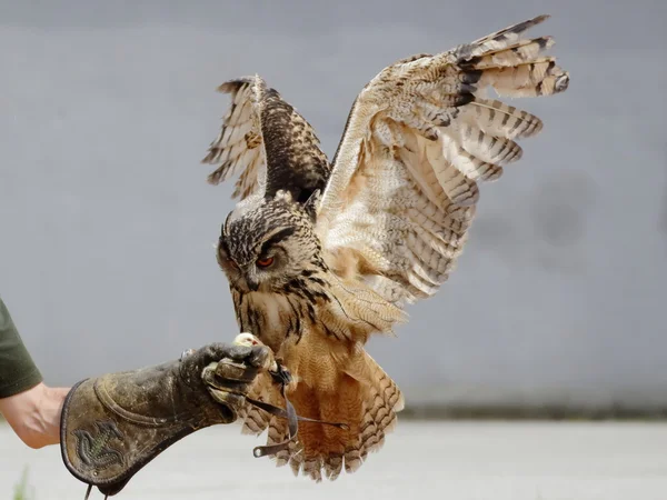 Chouette aigle à l'atterrissage (Bubo bubo ) — Photo