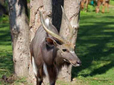 antilop bongo portre