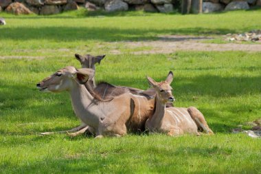 yalan süresi kudu antilop