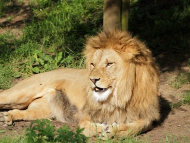 Berberi aslanı portre