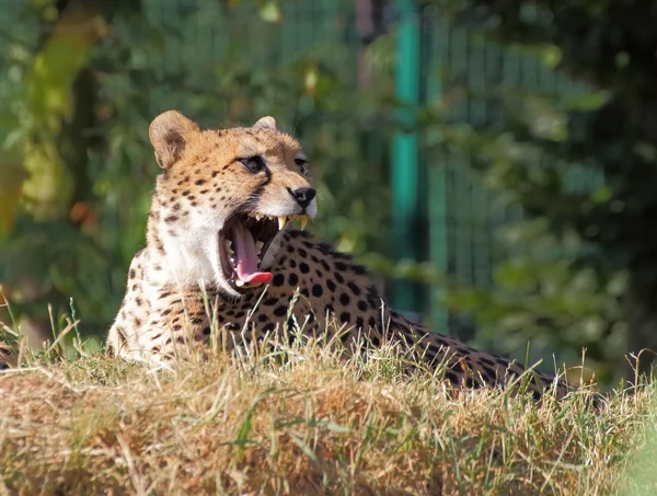 Cheetah close-up portret — Stockfoto