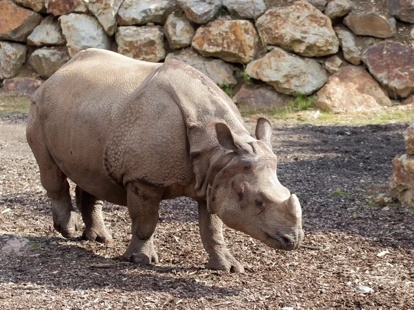 Rhinocéros marchant sur le sol — Photo