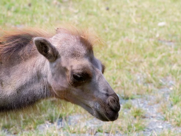 Camel close-up portret — Stockfoto