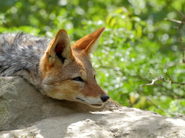 Black-backed jackal närbild porträtt — Stockfoto