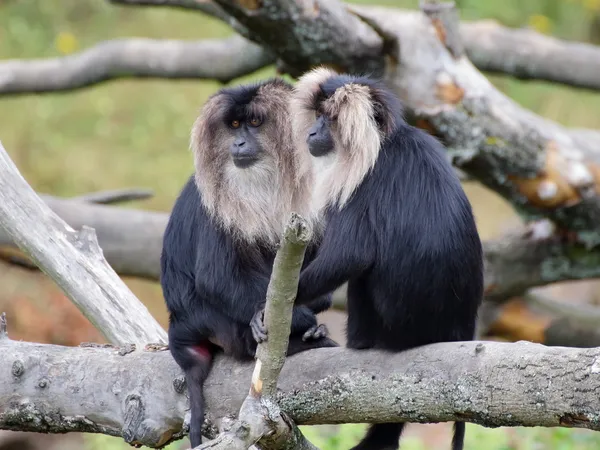 Dois Retrato de macacos de cauda de leão — Fotografia de Stock