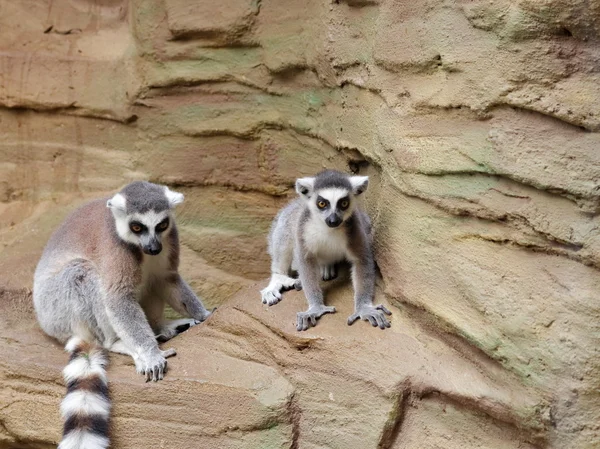 Ring-tailed lemur on the rock — Stock Photo, Image