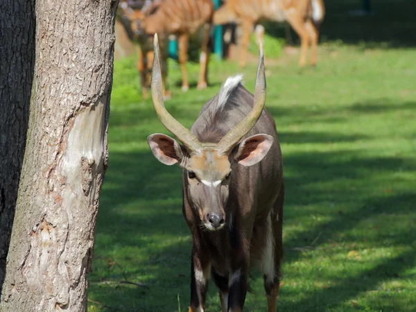 Antelope Bongo portrait — Stock Photo, Image