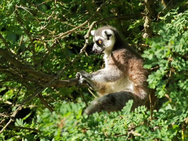 Ring-tailed lemur in the tree — Stock Photo, Image