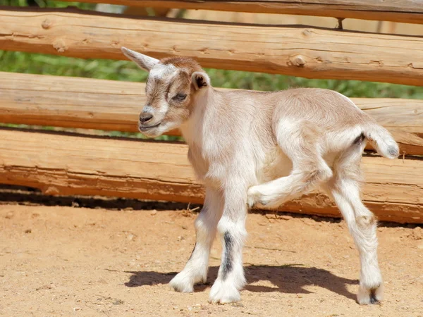 Niño de cabra — Foto de Stock