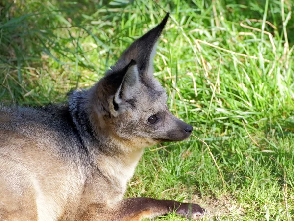 Portret fox uszami nietoperza — Zdjęcie stockowe