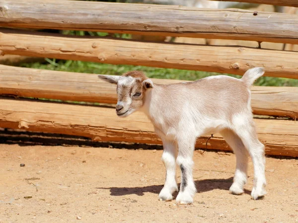 Kid of goat — Stock Photo, Image