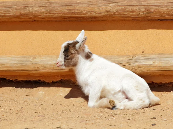 Niña mentirosa de cabra — Foto de Stock