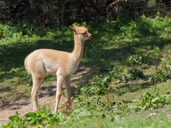 Bebek llamas yeşil zemin üzerine — Stok fotoğraf