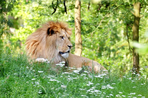 Lion barbare (Panthera leo leo) au repos Images De Stock Libres De Droits