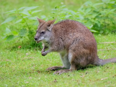 gangaroo çayır üzerinde