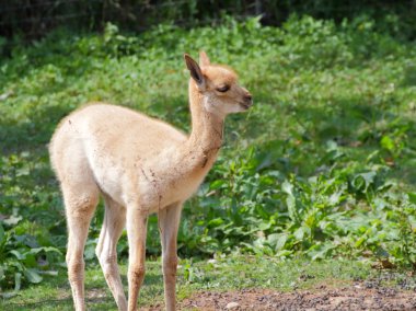 vicugna Lama bebek - yan görünüm