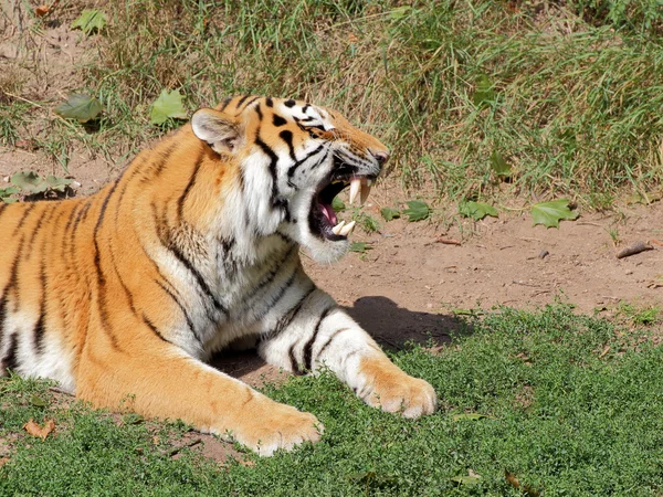 Lying siberian tiger potrtrait — Stock Photo, Image