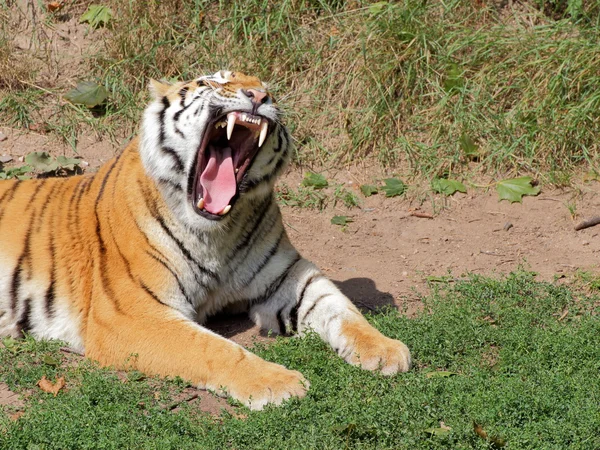 Leżący Tygrys syberyjski - przód potrtrait — Zdjęcie stockowe