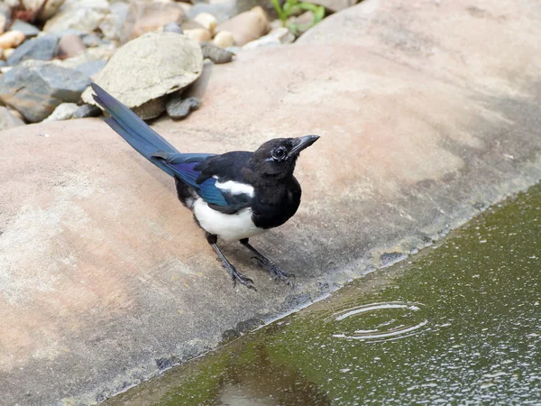 Magpie no banco da piscina — Fotografia de Stock