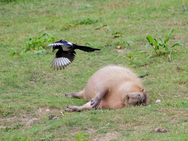 Kapybara et détail de la pie volante — Photo