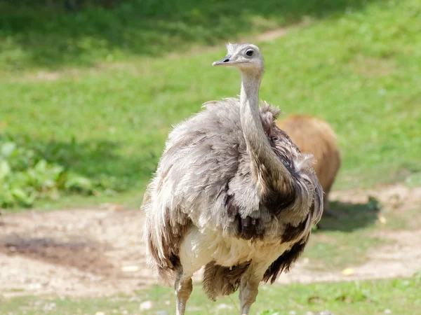Great Rhea front view — Stock Photo, Image