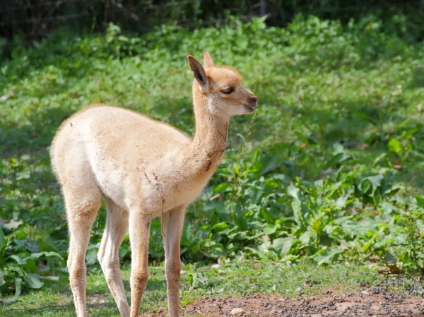Vicugna llama baby - tampilan samping — Stok Foto