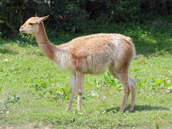 Vicugna Lama grazen - zijaanzicht — Stockfoto