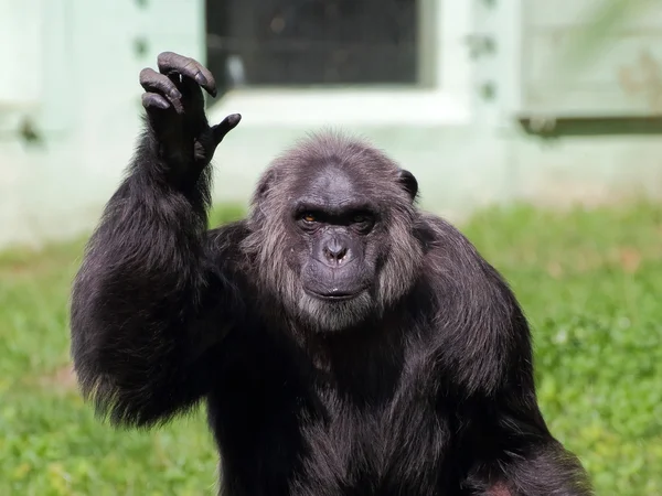 Common chimpanzee portrait — Stock Photo, Image