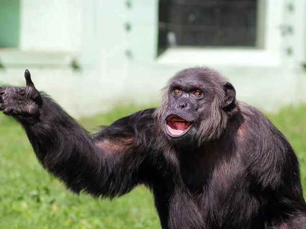 Common chimpanzee portrait — Stock Photo, Image