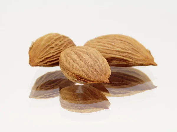 Three apricot seeds — Stock Photo, Image