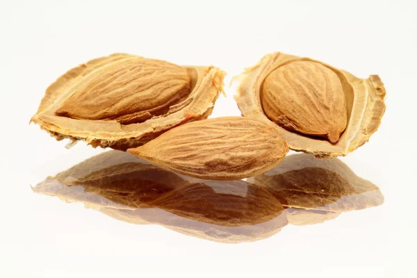 Three apricot seeds — Stock Photo, Image