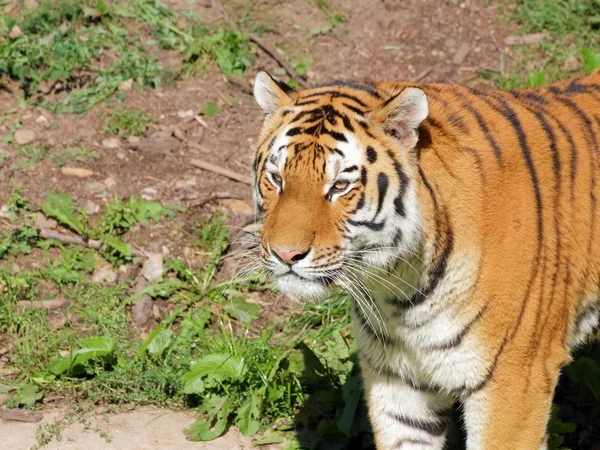 Siberian tiger portresi — Stok fotoğraf